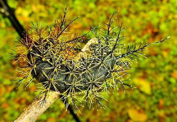 Top[-]5[-]loài[-]vật[-]có[-]khả[-]năng[-]giết[-]người[-]"kinh[-]hãi"[-]7